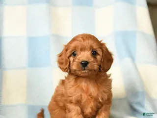 Cavapoo dogs Charlotte - Ad 7
