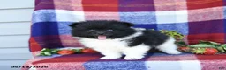 Pomeranian dogs for sale: Fluff  - Ad 3