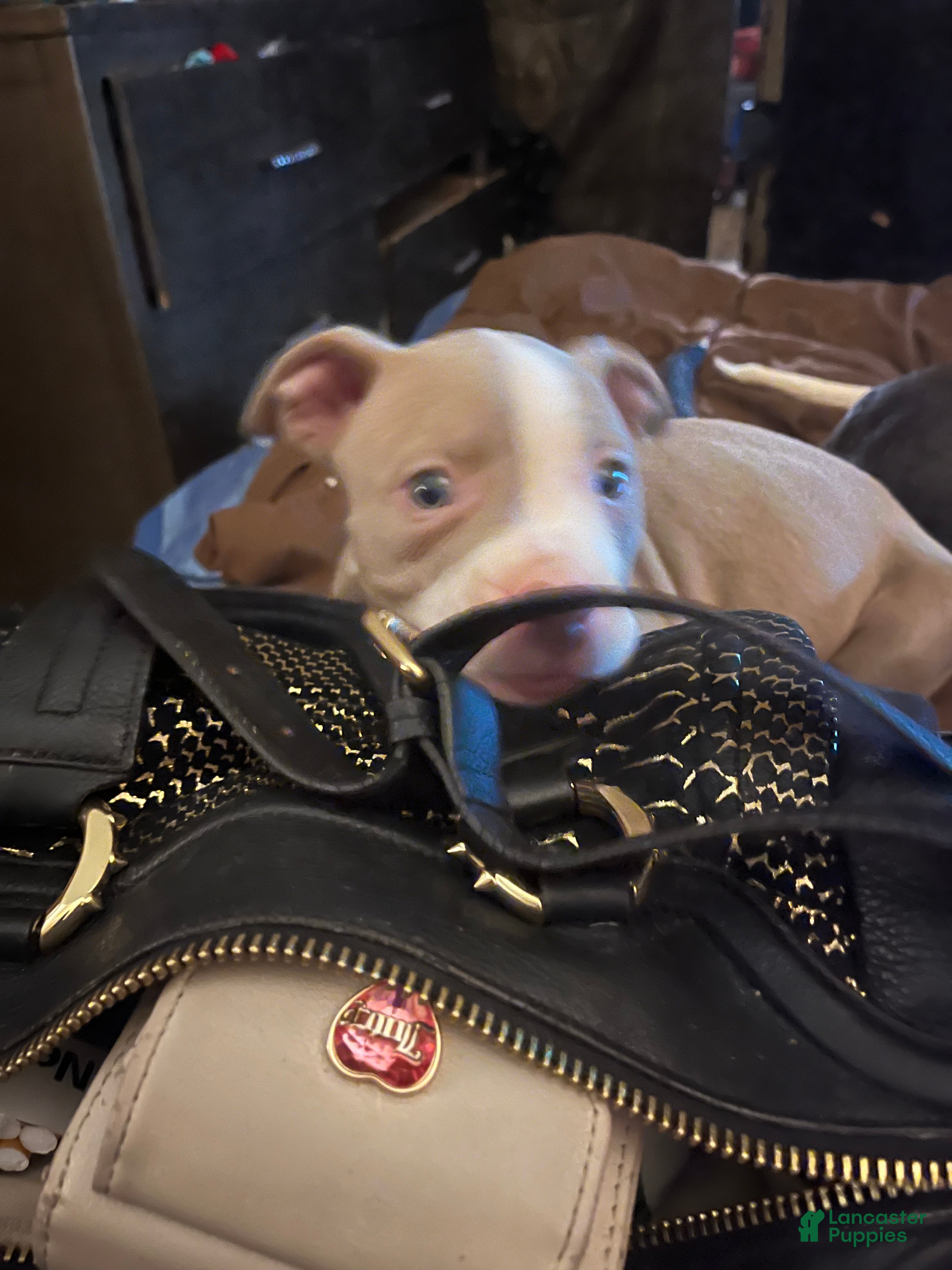 American Pit Bull Terrier dogs American Pit Bull Terrier Puppy 2 - Ad 16