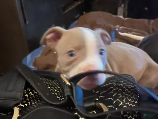 American Pit Bull Terrier dogs American Pit Bull Terrier Puppy 2 - Ad 21