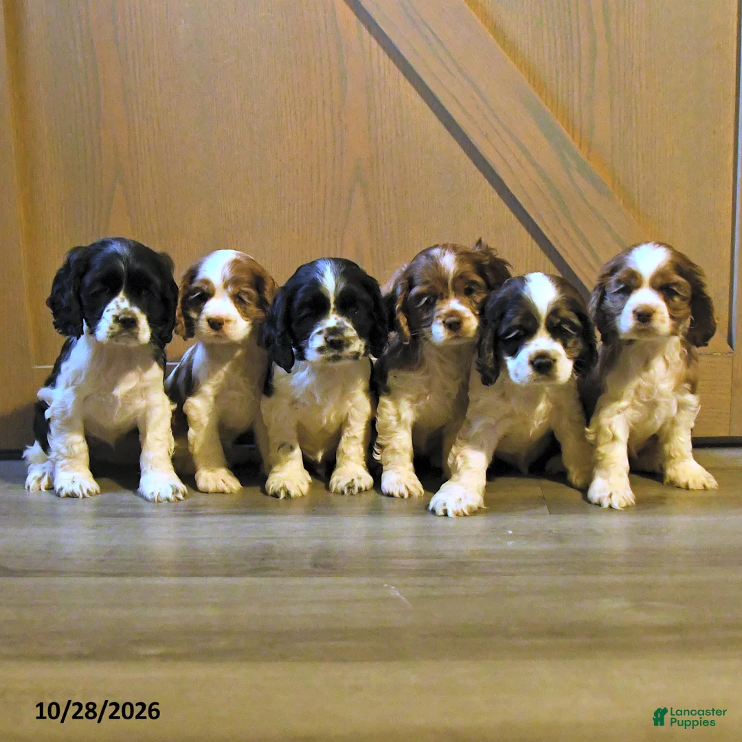 Cocker Spaniel dogs for sale: Tasha - Ad 3