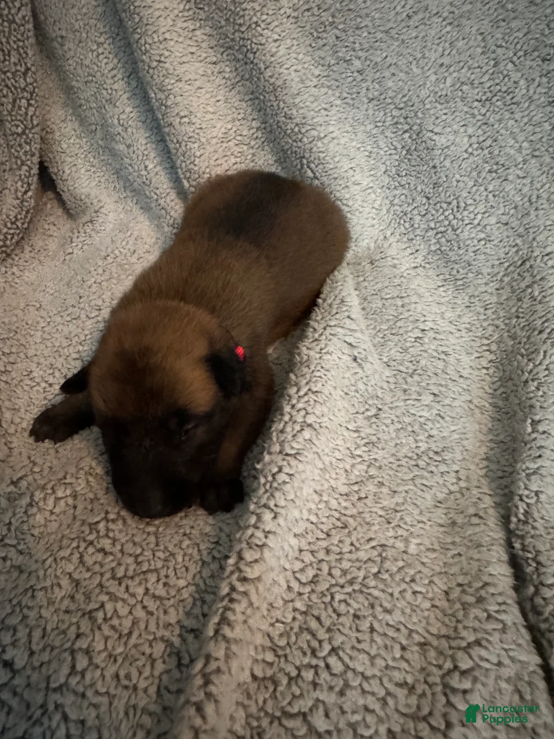 Belgian Malinois dogs for sale: Belgian Malinois 7 - Ad 2