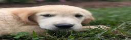 Golden Retriever dogs for sale: Cotton Candy - Ad 2