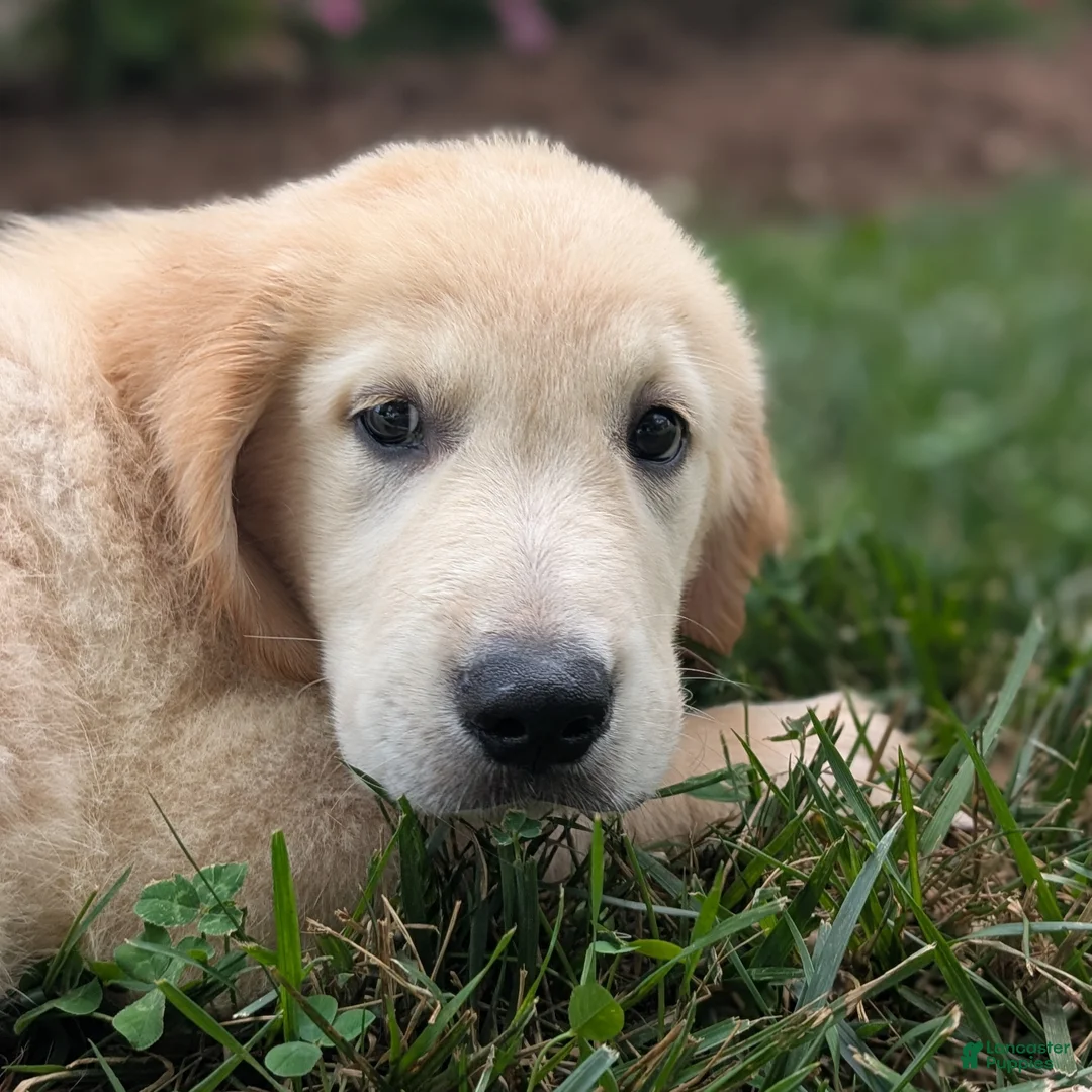 Golden Retriever dogs for sale: Cotton Candy - Ad 2