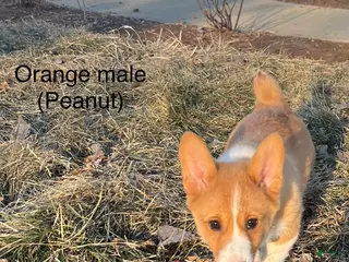 Welsh Corgi Pembroke dogs Welsh Corgi Pembroke Puppy 1 - Ad 32