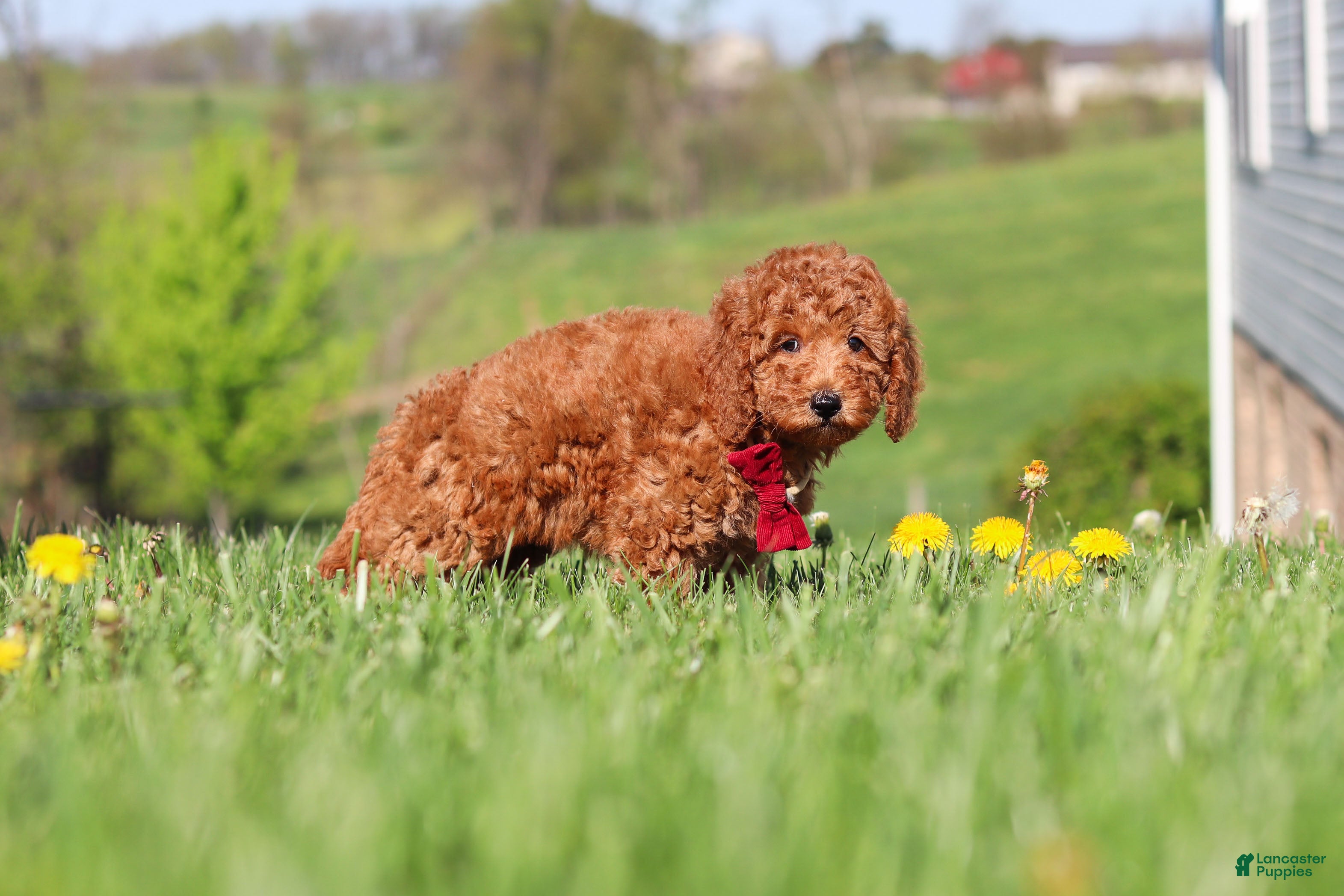 Miniature Labradoodle dogs Tessa - Ad 2