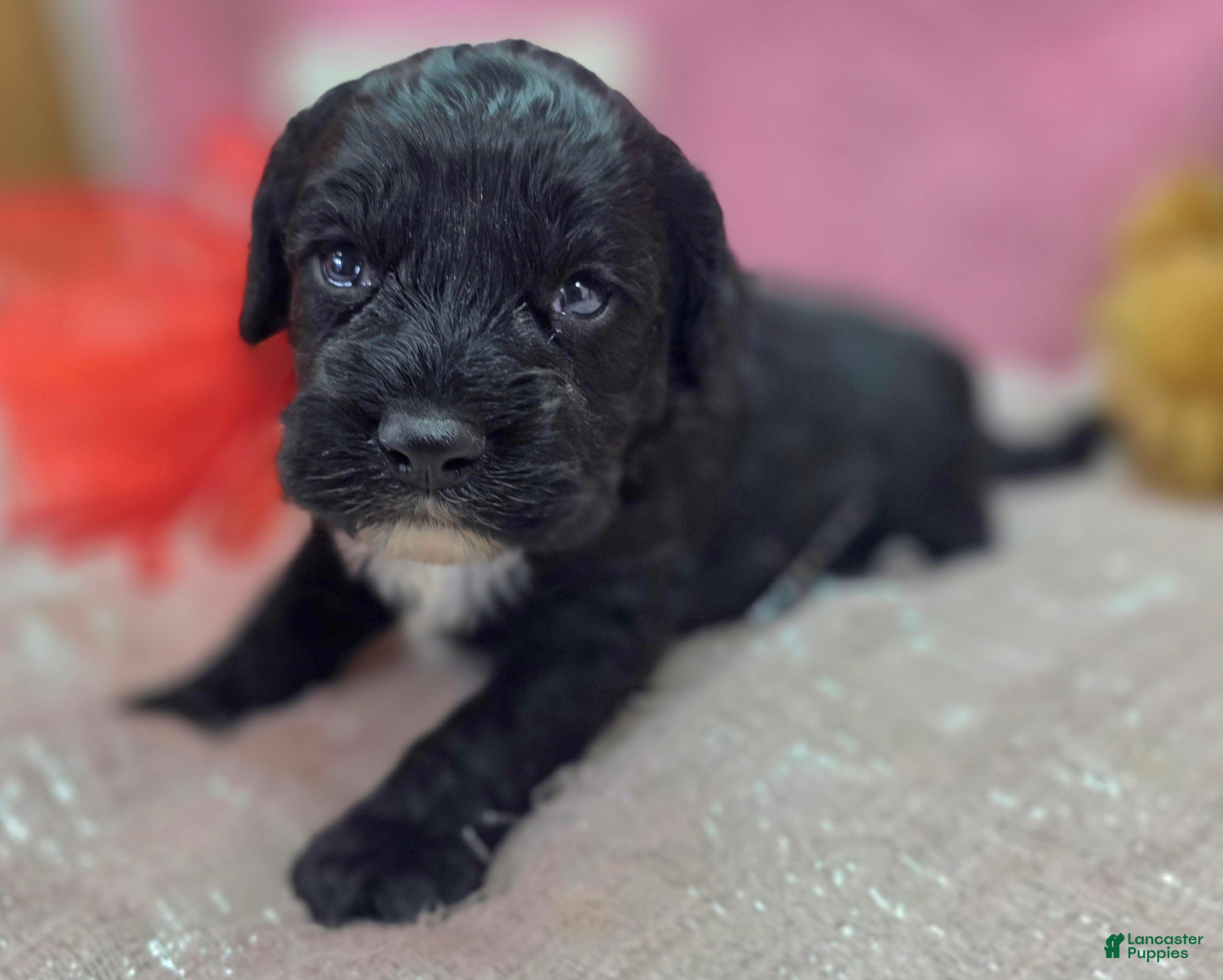 Cockapoo dogs Sirius - Ad 12