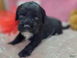 Cockapoo dogs Sirius - Ad 15