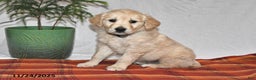 Golden Retriever dogs for sale: Dasher - Ad 1