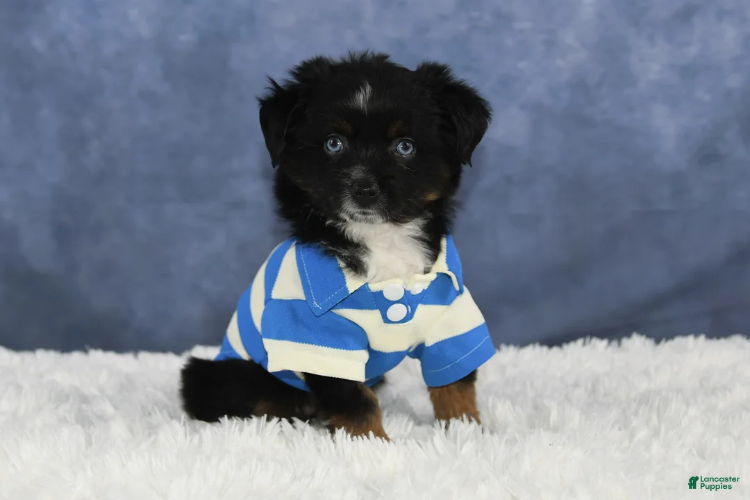 Toy Australian Shepherd dogs for sale: Banjo - Ad 14