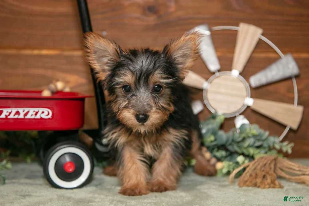Yorkshire Terrier dogs for sale: Jackie - Ad 3