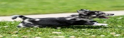 Chihuahua dogs for sale: Ryder Chihuahua Puppy  - Ad 24