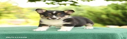 Welsh Corgi Pembroke dogs for sale: Jasmine - Ad 3