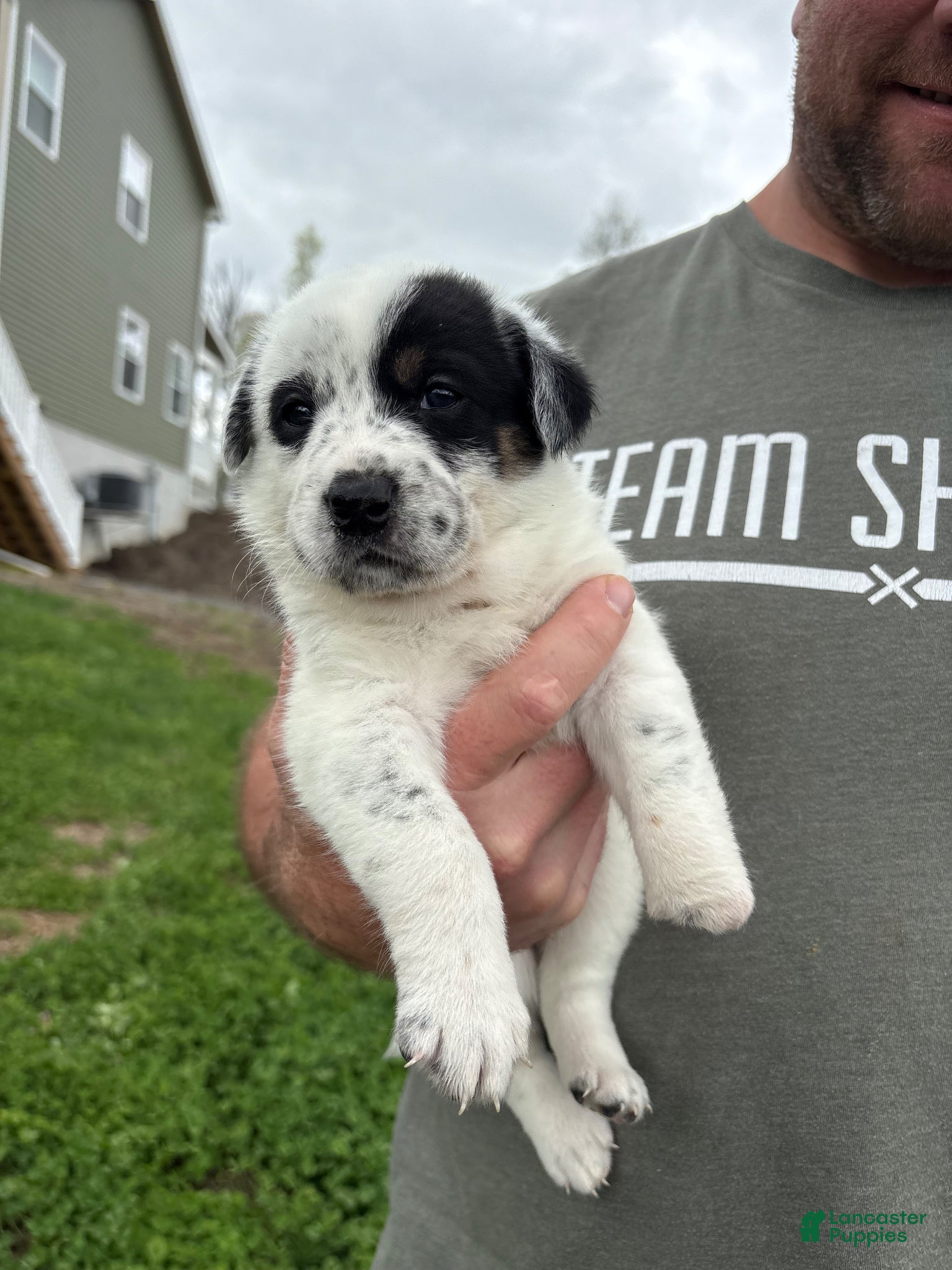 Mixed Breed dogs for sale: Ruby-Rose - Ad 4