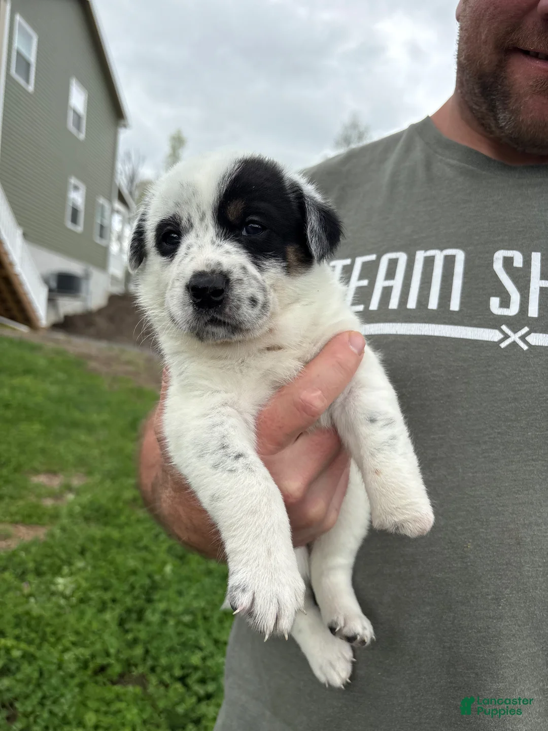 Mixed Breed dogs for sale: Ruby-Rose - Ad 1