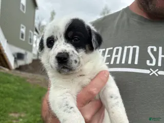 Mixed Breed dogs for sale: Ruby-Rose - Ad 4
