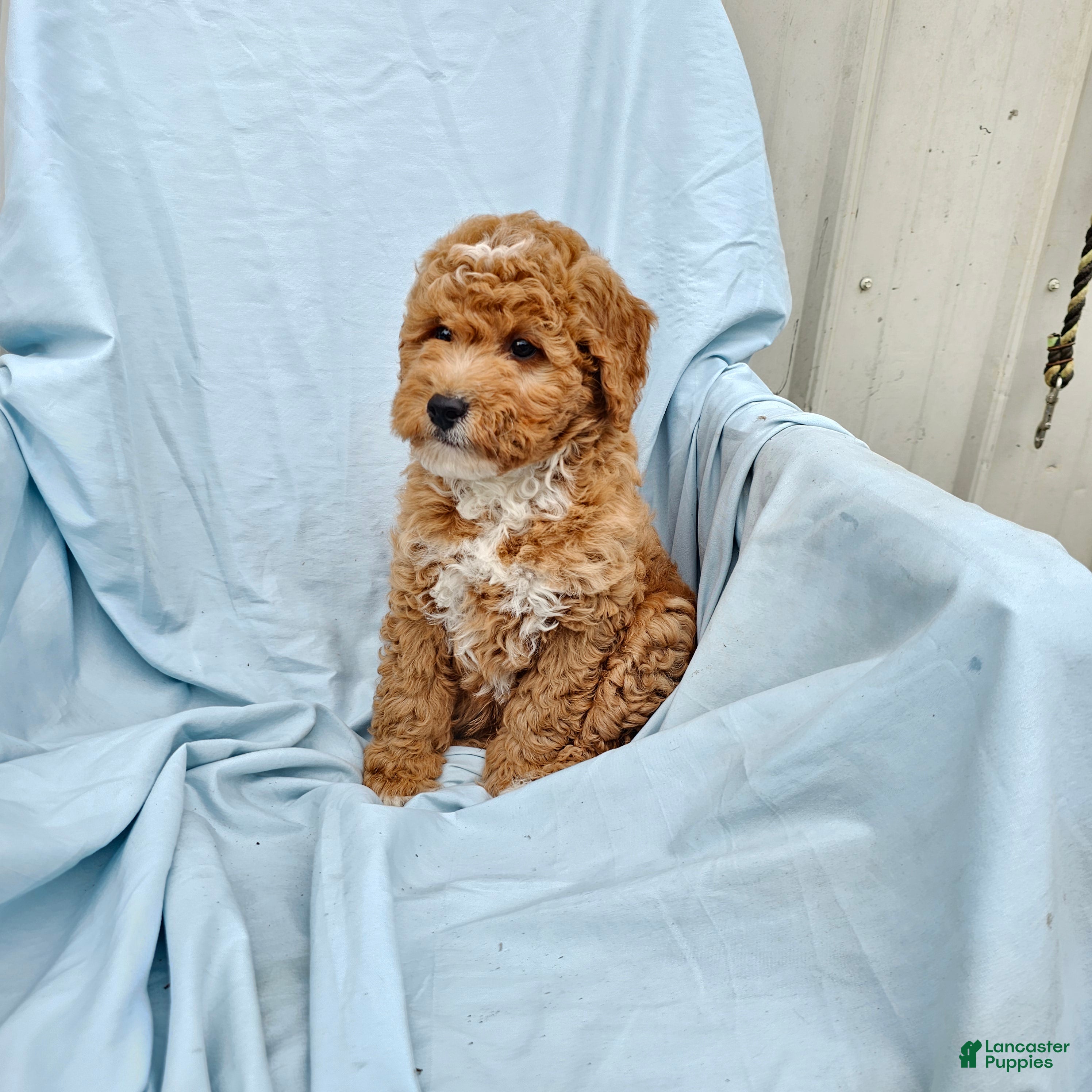 Mini Goldendoodle dogs Rowen - Ad 2