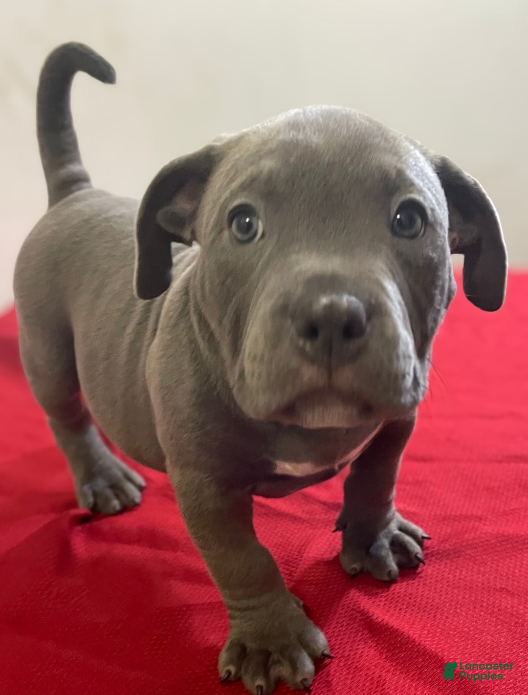 American Bully dogs for sale: Rocko - Ad 4