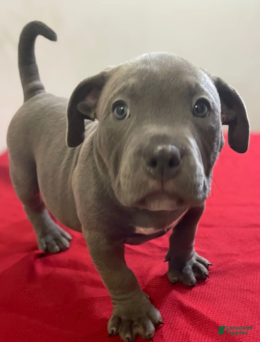 American Bully dogs for sale: Rocko - Ad 17