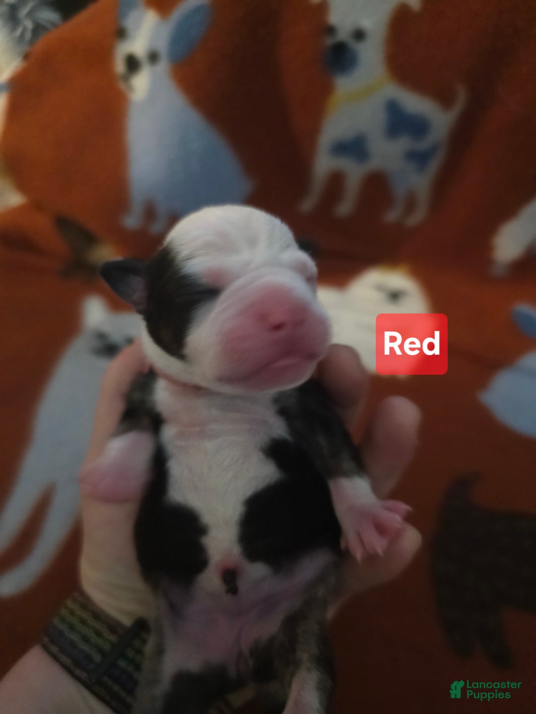 Mixed Breed dogs for sale: Red - Ad 7