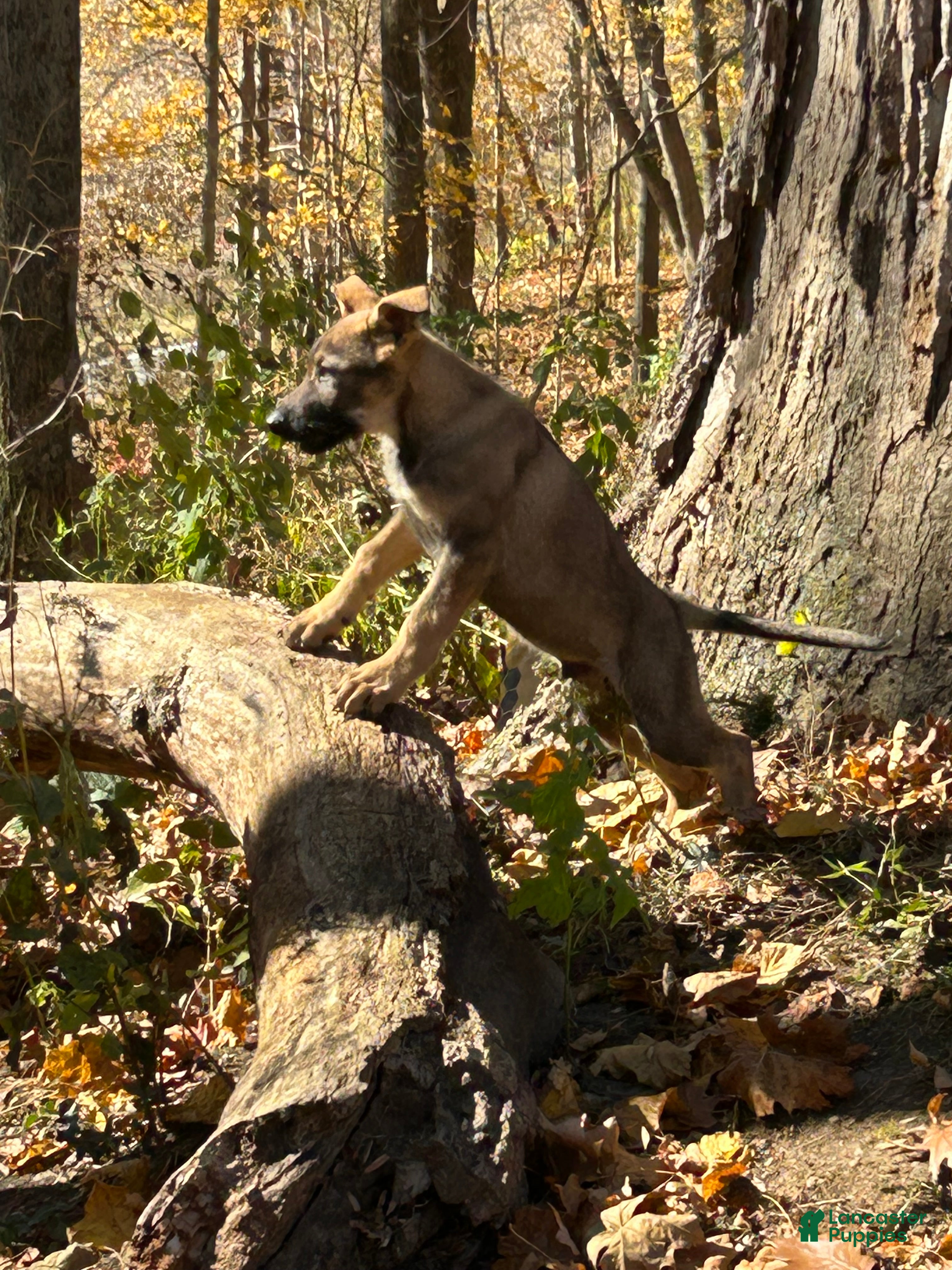 German Shepherd dogs for sale: German Shepherd 1 - Ad 1