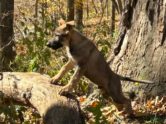 German Shepherd dogs for sale: German Shepherd 1 - Ad 1
