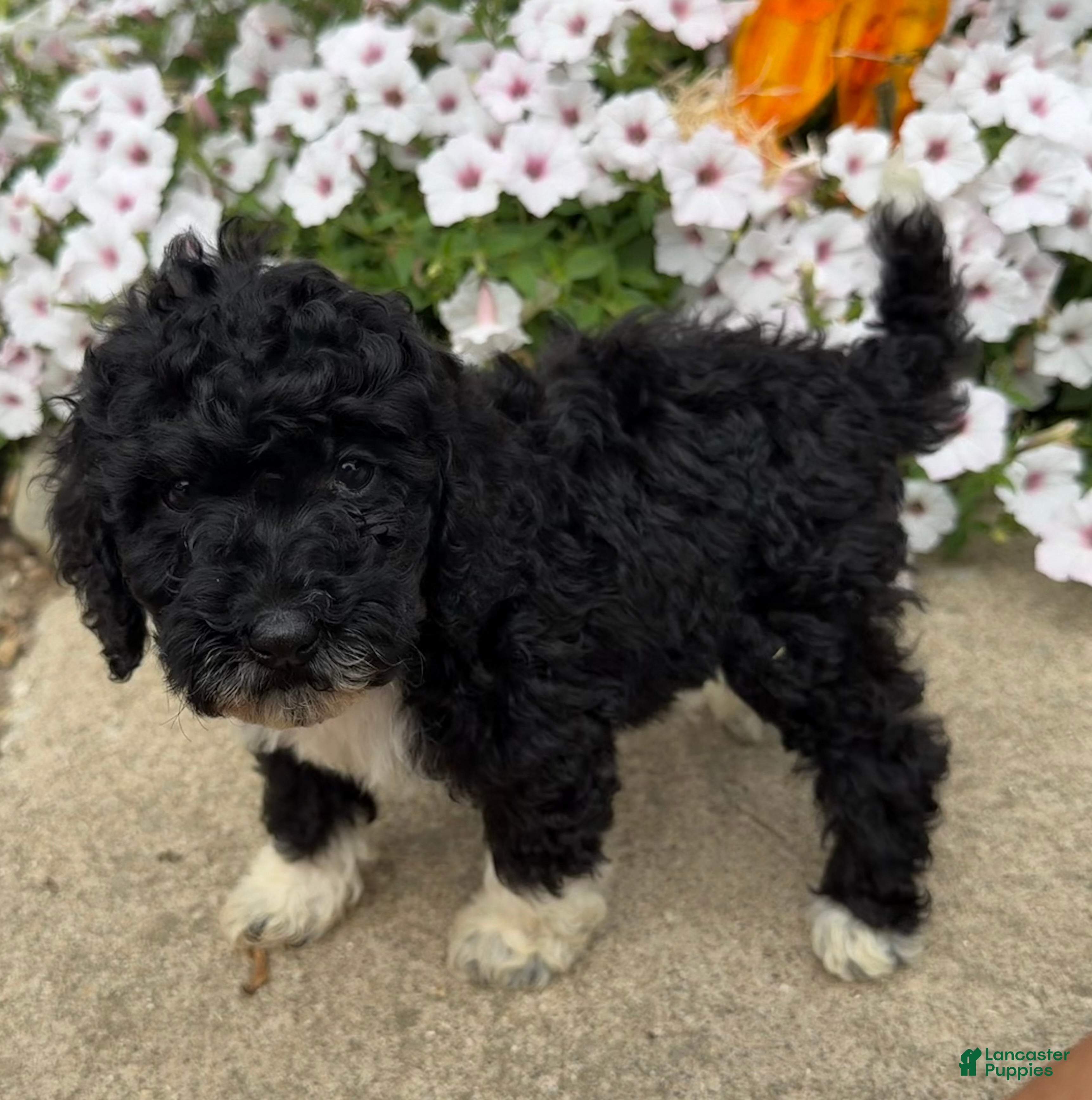 Miniature Poodle dogs Betty - Ad 1