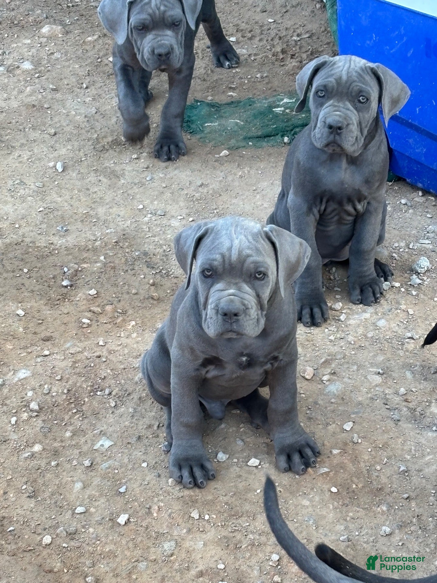 Cane Corso dogs for sale: Cane Corso 8 - Ad 1