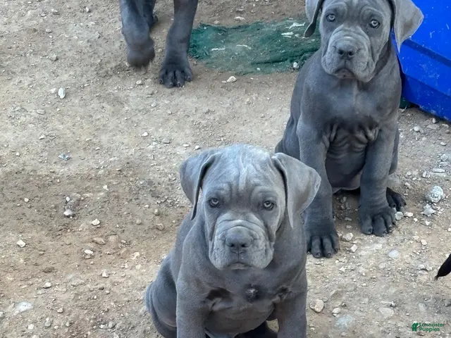 Cane Corso dogs for sale: Cane Corso 8 - Ad 1