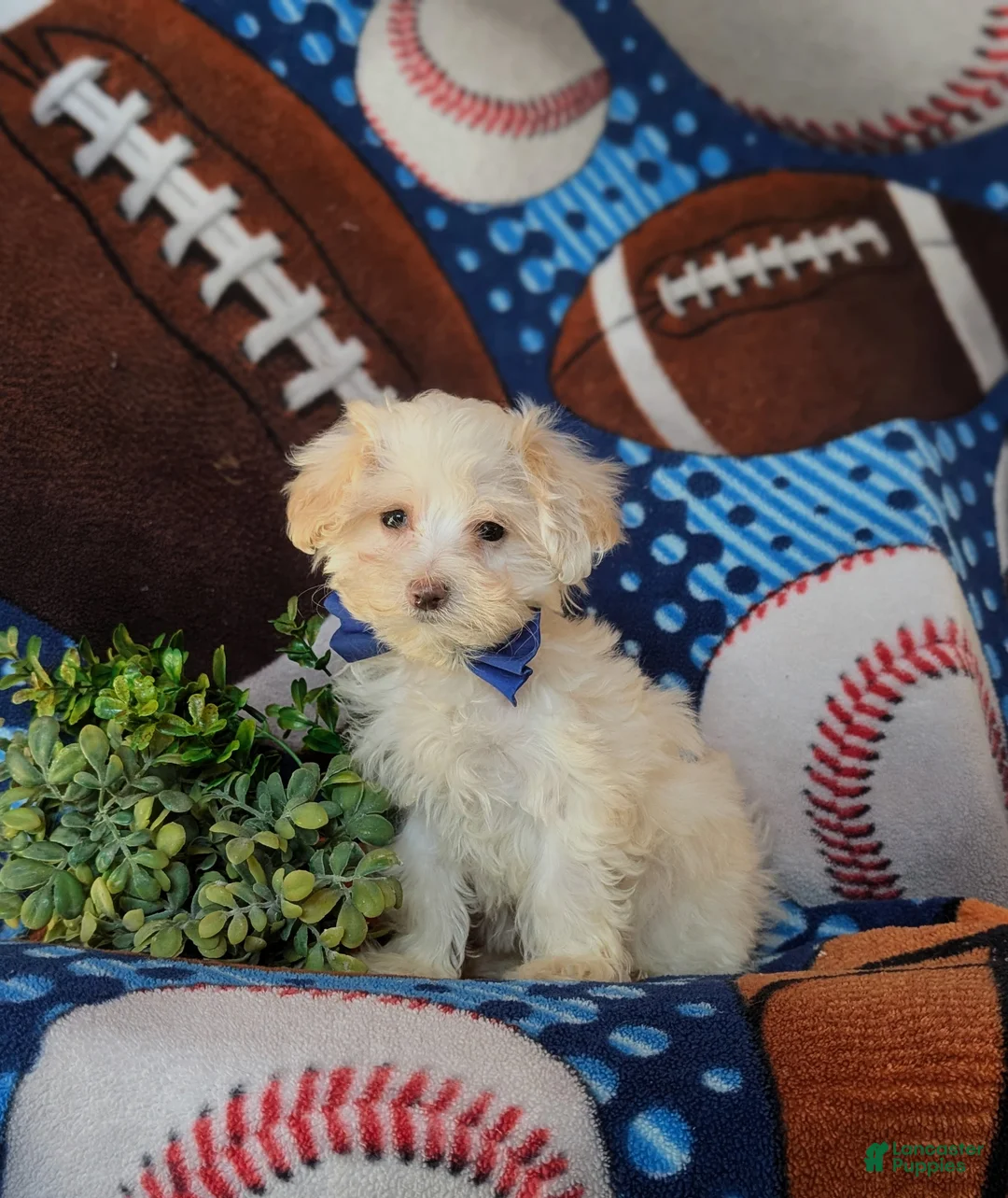 Maltipoo dogs for sale: Casey - Ad 3