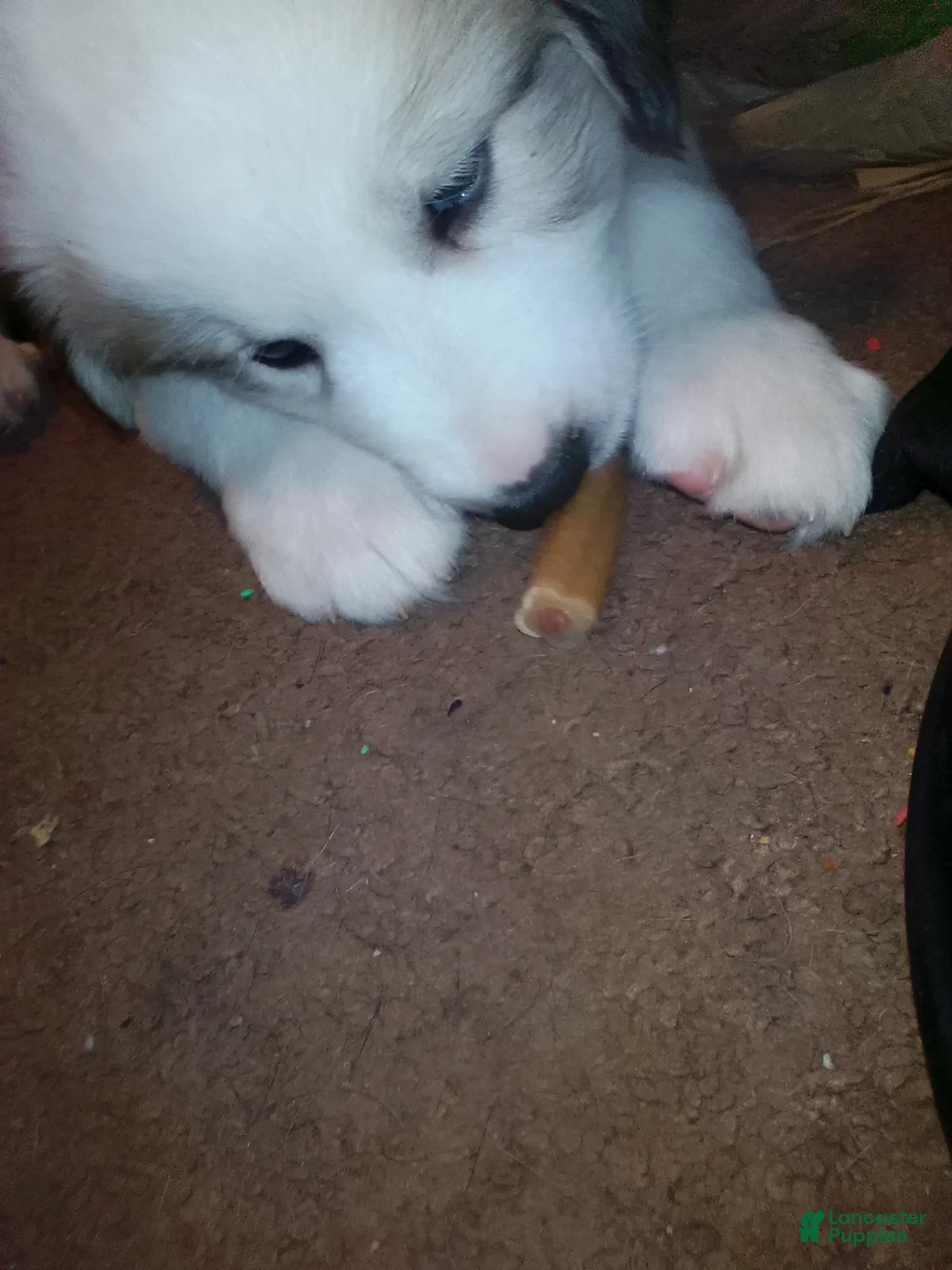 Mixed Breed dogs for sale: Buddy Boy  - Ad 21