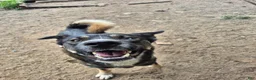 Mixed Breed dogs for sale: Rollo - Ad 9