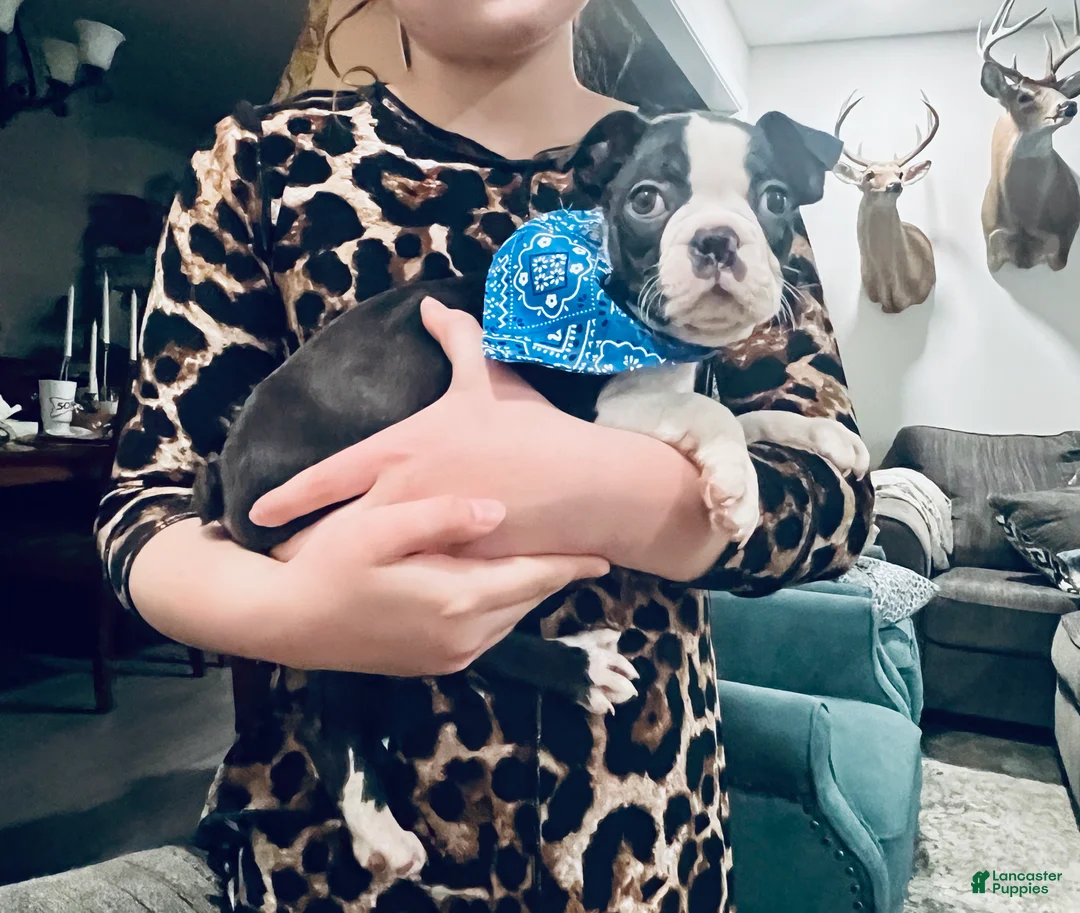 Boston Terrier dogs for sale: Oreo (CKC)  - Ad 2