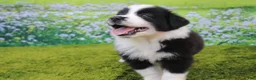 Australian Shepherd dogs for sale: Lucky - Ad 3