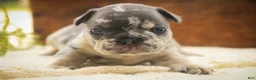 French Bulldog dogs for sale: Sawyer French Bulldog  - Ad 5