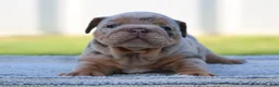 English Bulldog dogs for sale: English Bulldog Puppy 1 - Ad 3