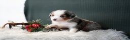 Miniature Australian Shepherd dogs for sale: Dustin - Ad 10
