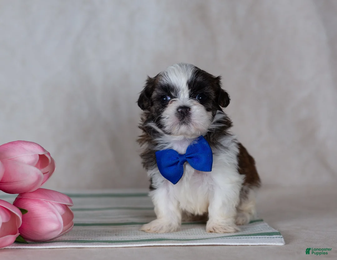 Mixed Breed dogs for sale: Duke - Ad 2