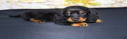 Miniature Dachshund dogs for sale: Ripp - Ad 8