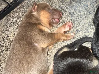 German Shepherd dogs Lilac - Ad 11