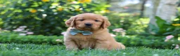 Golden Retriever dogs for sale: Hudson - Ad 3