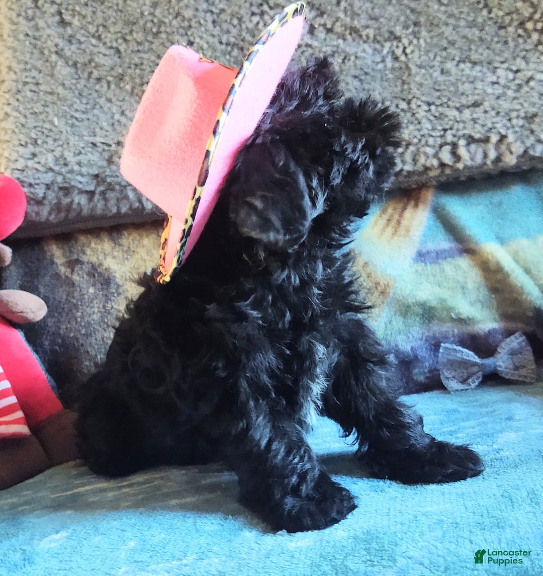 Maltipoo dogs for sale: Rosepop - Ad 2