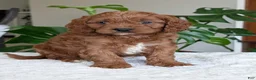 Cavapoo dogs for sale: Jake - Ad 16