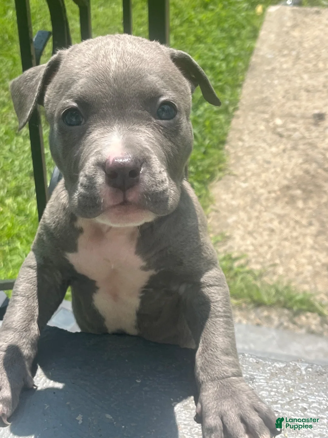 American Bully dogs for sale: American Bully 1 - Ad 1