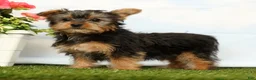 Yorkshire Terrier dogs for sale: Jasper - Ad 2