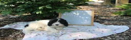 Cavapoo dogs for sale: Daffodil - Ad 5