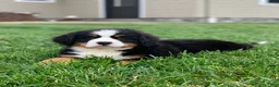 Bernese Mountain Dog dogs for sale: Willow  - Ad 3
