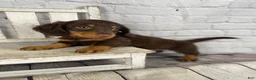 Miniature Dachshund dogs for sale: Bonnie - Ad 4
