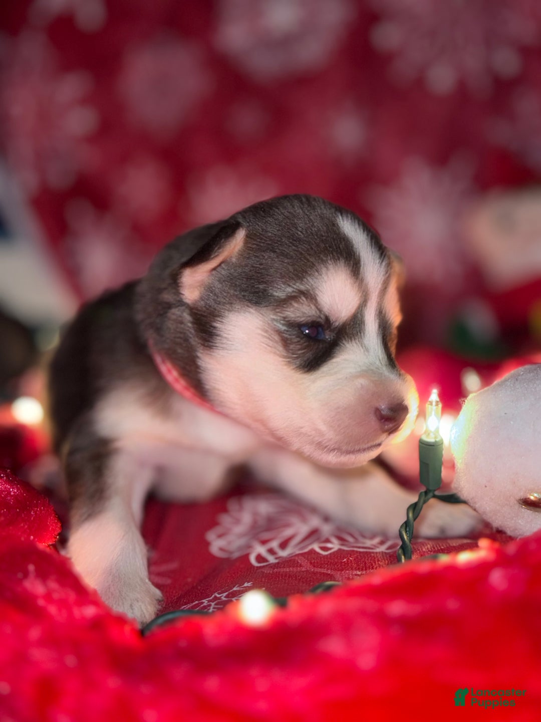 Siberian Husky dogs for sale: RED - Ad 5