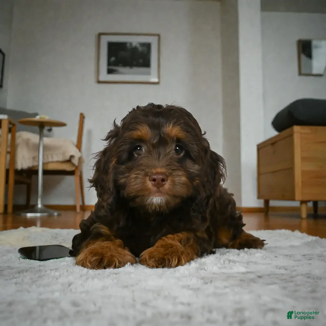 Cockapoo dogs for sale: rocky - Ad 4